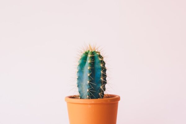 green cactus plant on brown pot